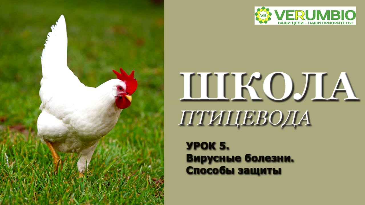 Школа птицевода. ПРАВИЛЬНАЯ ВАКЦИНАЦИЯ