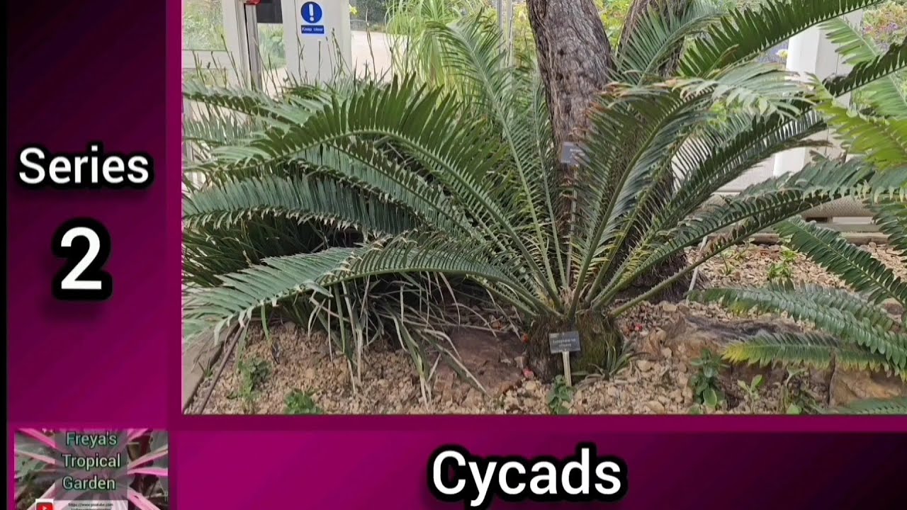 Саговники! Информация о 10 родах саговников, включая Cycas, Zamia, Bowenia, Encephalartos, Dioon.