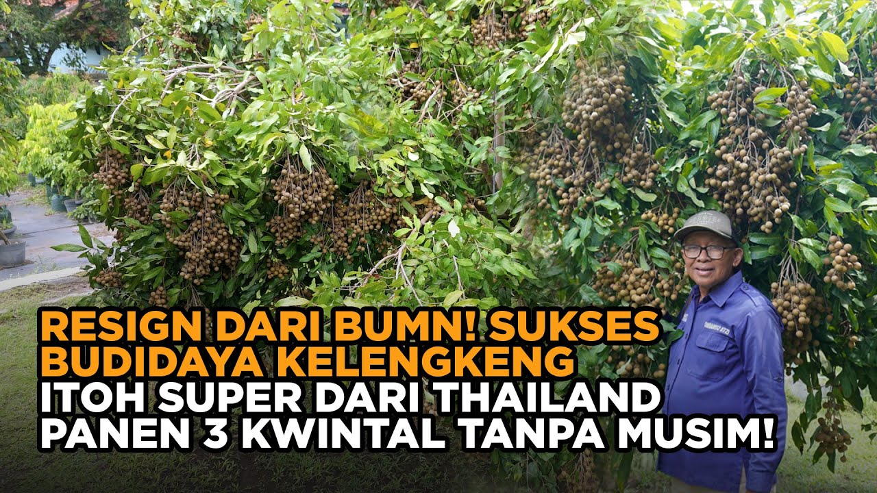 Rahasia Budidaya Kelengkeng Itoh Super Panen 2 3 Kwintal Tanpa Musim, Dijamin Berhasil!