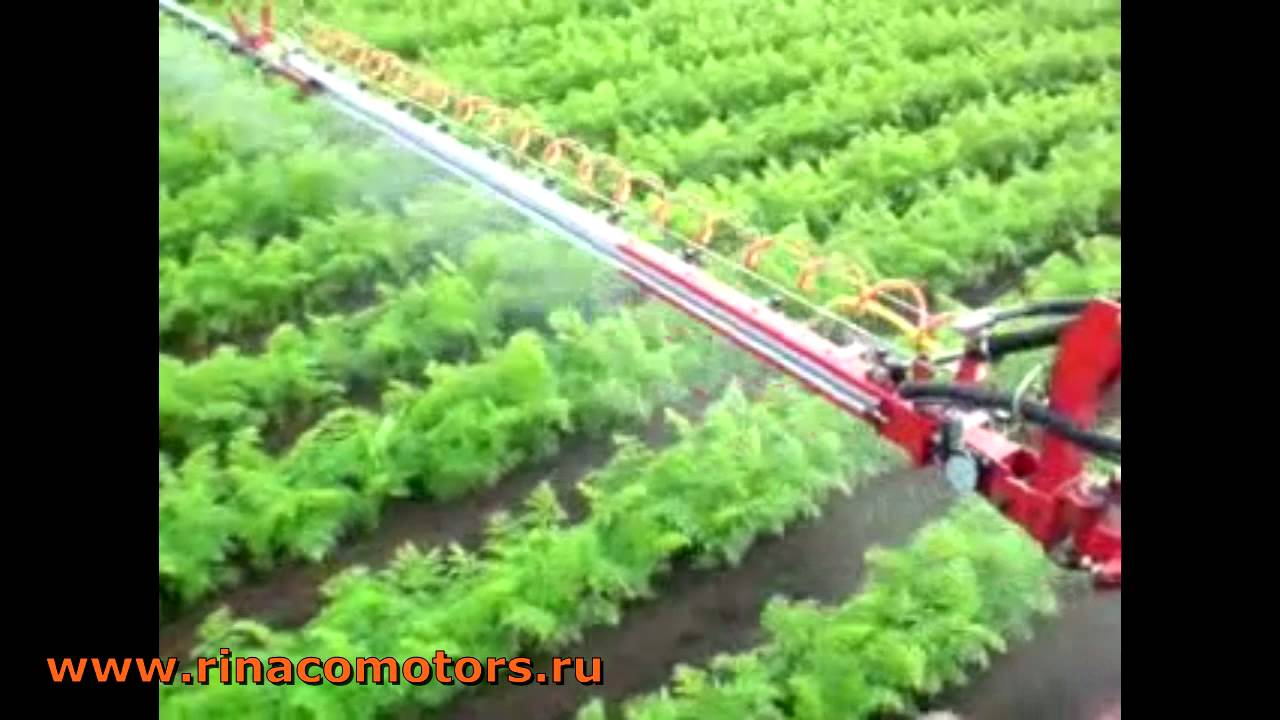 Технология посева, обработки и сбора моркови в Японии!