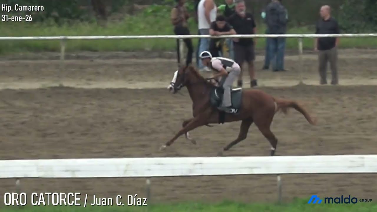 ORO CATORCE - Brisea Media Milla - Clásico Luis Muñoz Marín - 31 Enero 2026