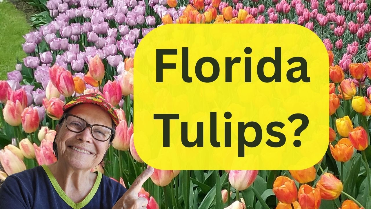 Florida Tulips? Yes! My Zone 9 Growing Secret