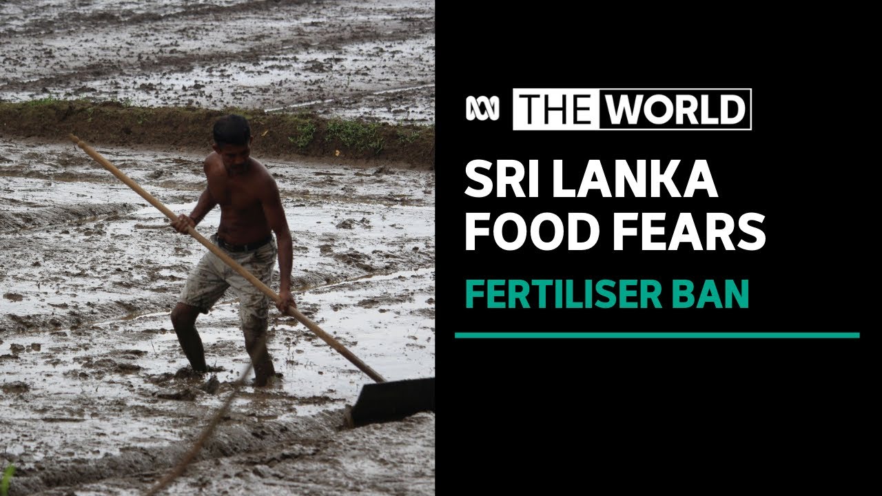 Farmers in Sri Lanka protest ban on fertiliser amid food shortage fears | The World