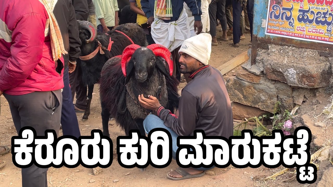 Kerur Sheep market