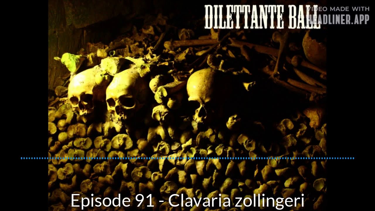 Dilettante Ball 91 - Clavaria Zollingeri