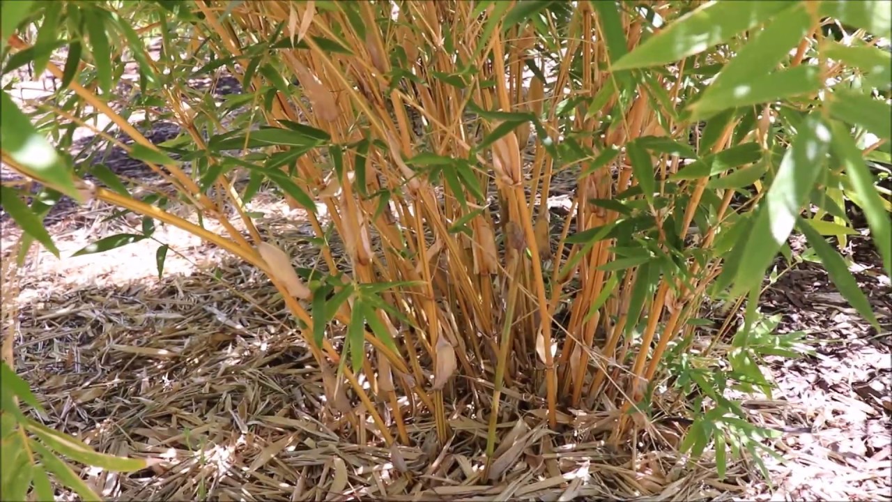 Clumping Bamboo in AZ 9B - 2020 Update