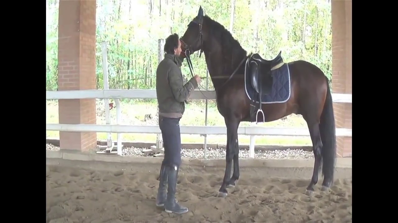 Francesco Vedani Equitazione riaddestra Duende al passo spagnolo e al piaffer - I parte