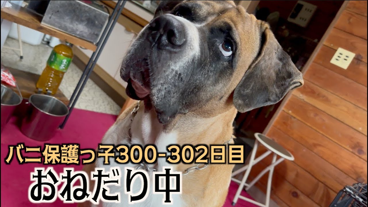 ロイおじの散歩行きたくて圧をかける【バニ保護っ子300 302日目】