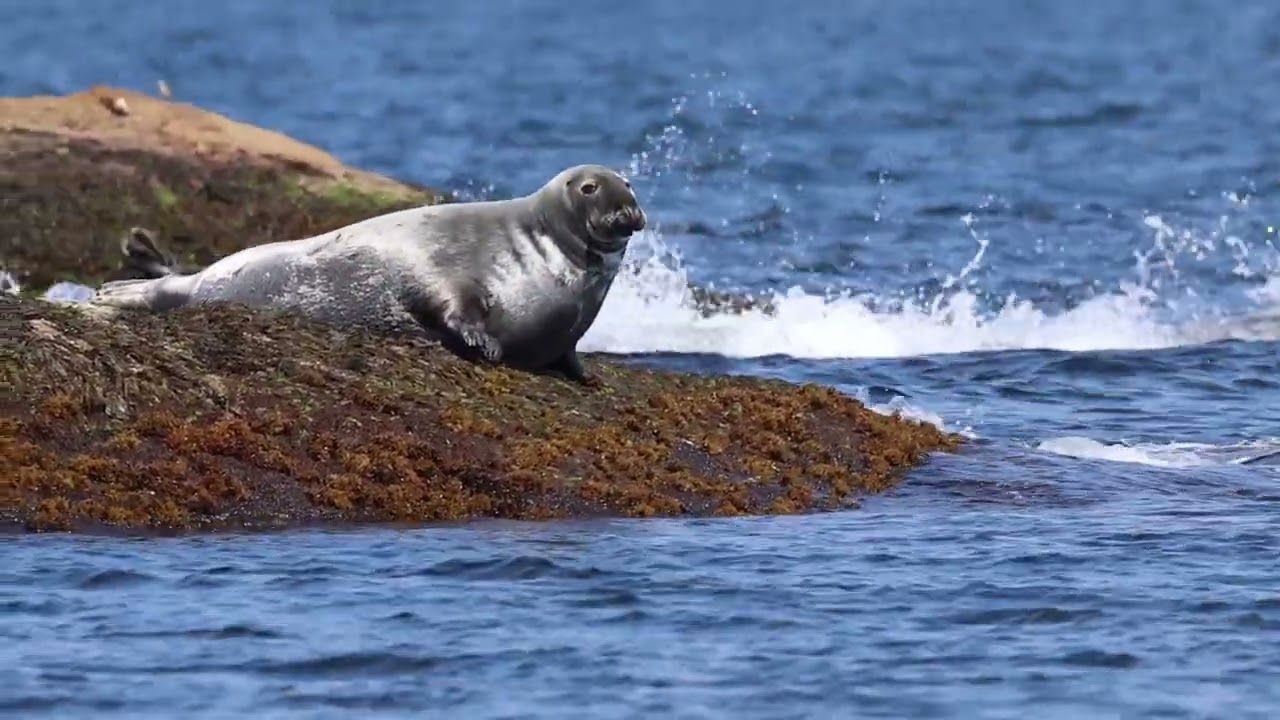 Donelda's Puffin Boat Tour - Cape Breton Island