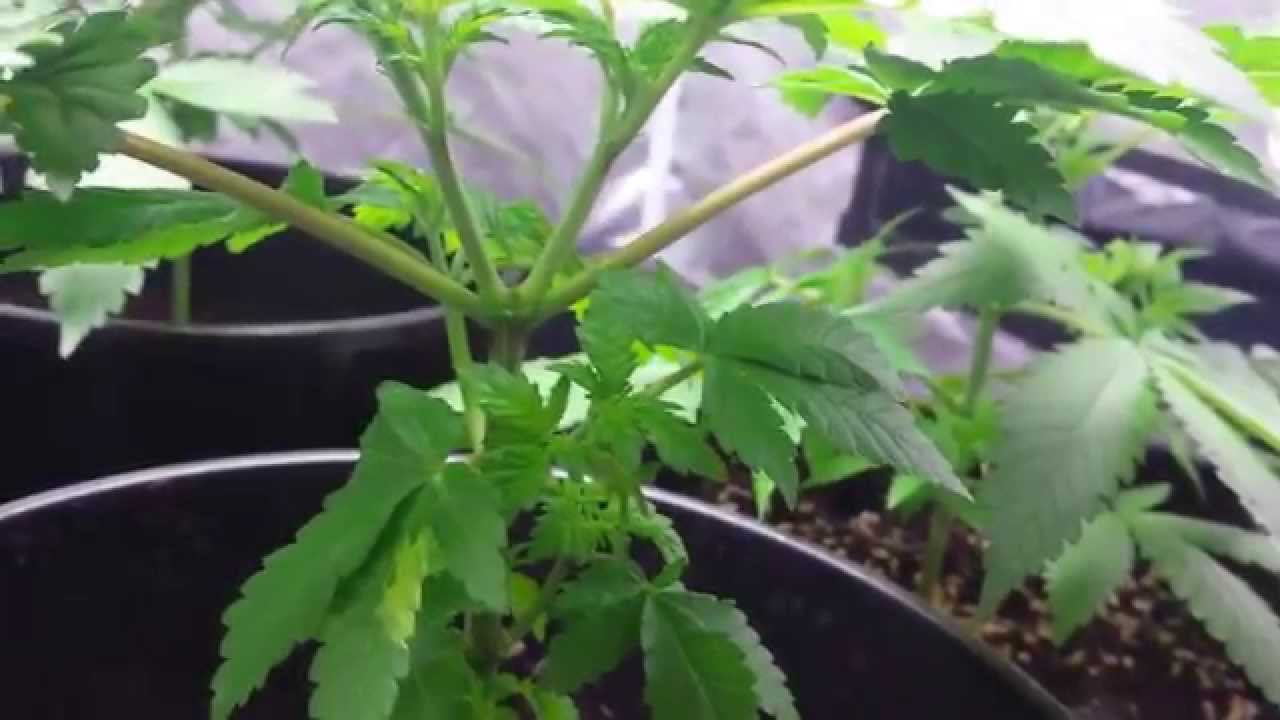 AMVgrow's Trimming Cannabis ep1 how i Trim Cannabis