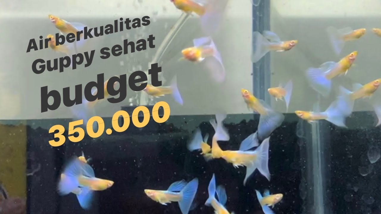 Cara mudah memperbaiki kualitas Air di farm guppy mu