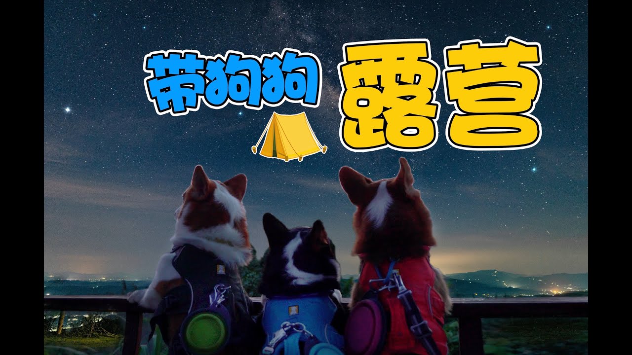 第一次带柯基帐篷露营，结果抱着狗睡了一晚〡小短腿Duby