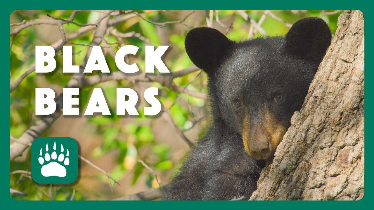 Return of The Texas Black Bear