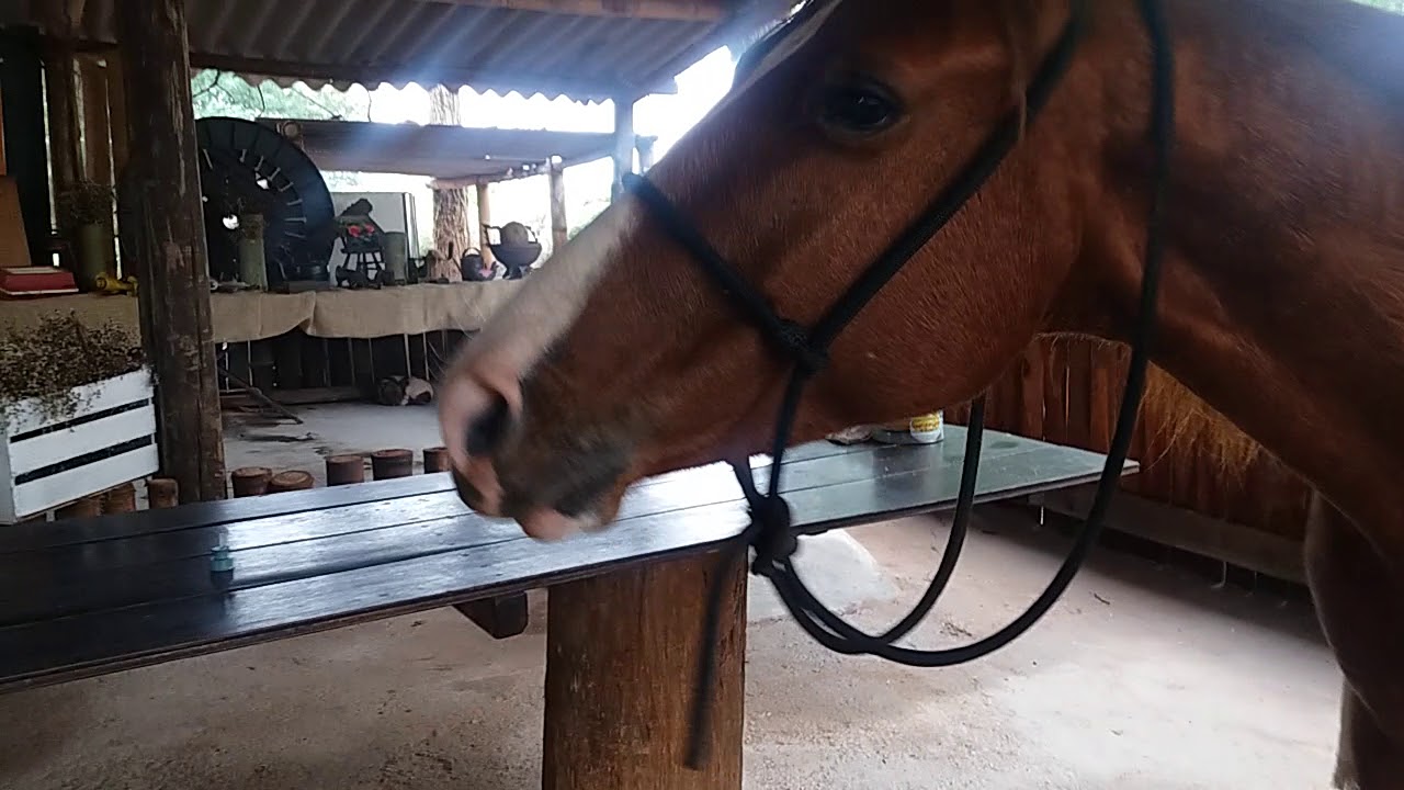 Cavalo com sintomas de t&eacute;tano parte 1