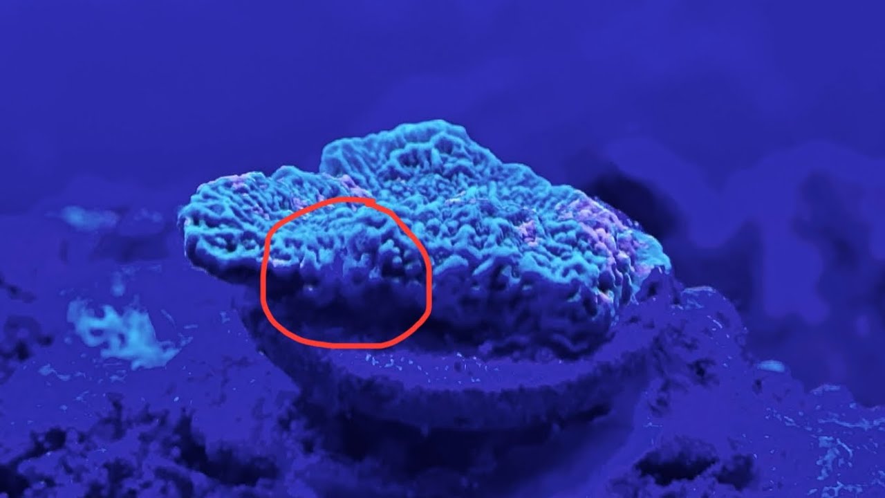 Reef Husbandry: The Great Monti-Eating Nudi War Commences
