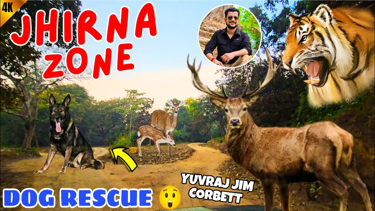 Real Jungle Safari in Jim Corbett | Jhirna Zone Full Safari Ride 😍 #yuvrajjimcorbett 