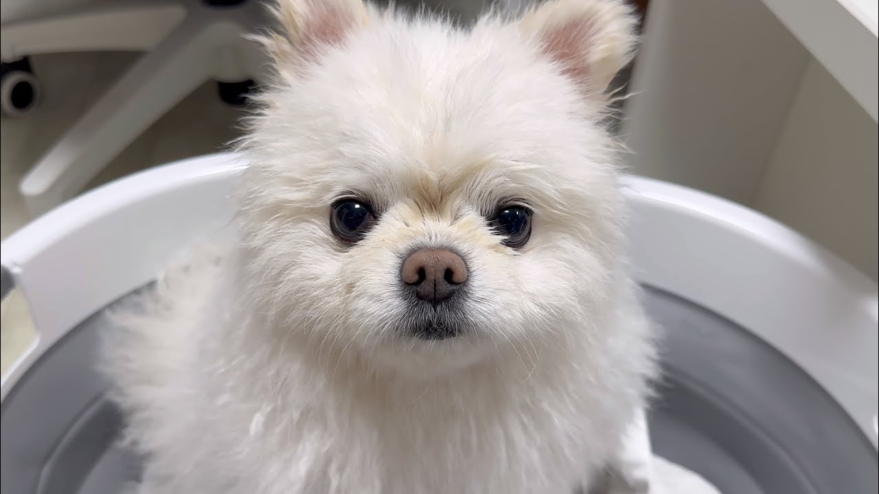 목욕하느라 이모랑 인사도 못해서 억울한 강아지ㅠㅠ