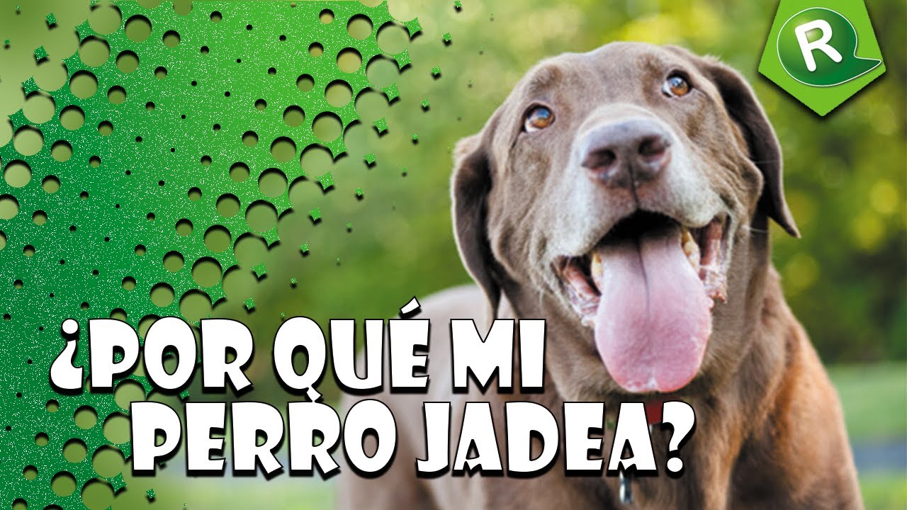 &iquest;Por qu&eacute; mi perro jadea? - Aleja Aconseja