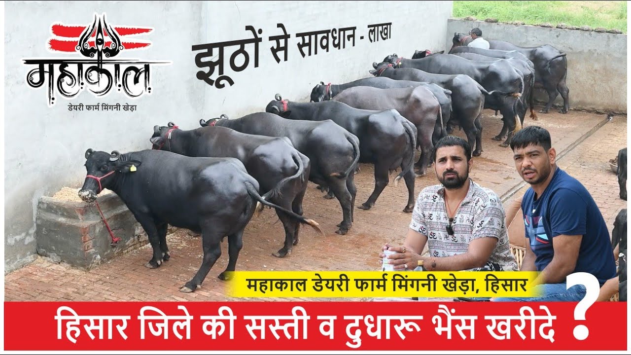 हिसार जिले की सस्ती व दुधारू भैंस खरीदे - MAHAKAL DAIRY FARM MINGNI KHEDA, HISAR ||