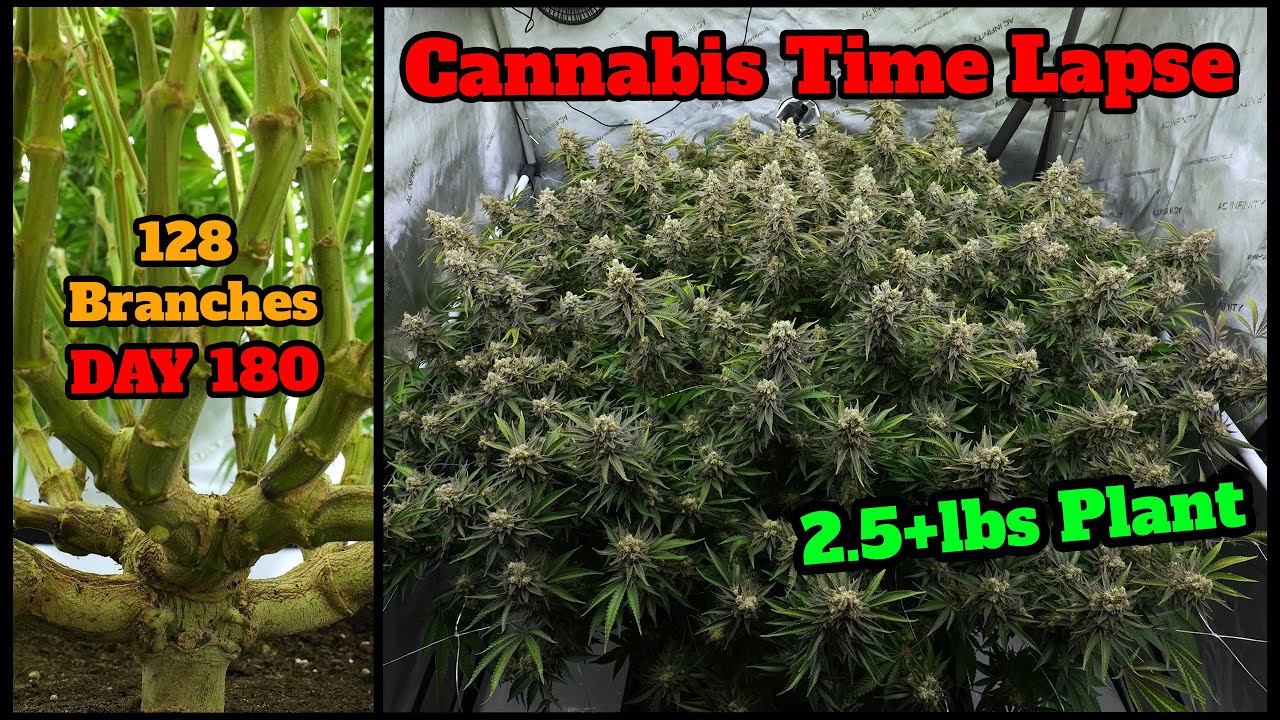 Cannabis Grow Time-Lapse 🌱 128 Triebe - 180 Tage 🌱Critical Orange Punch 🥦