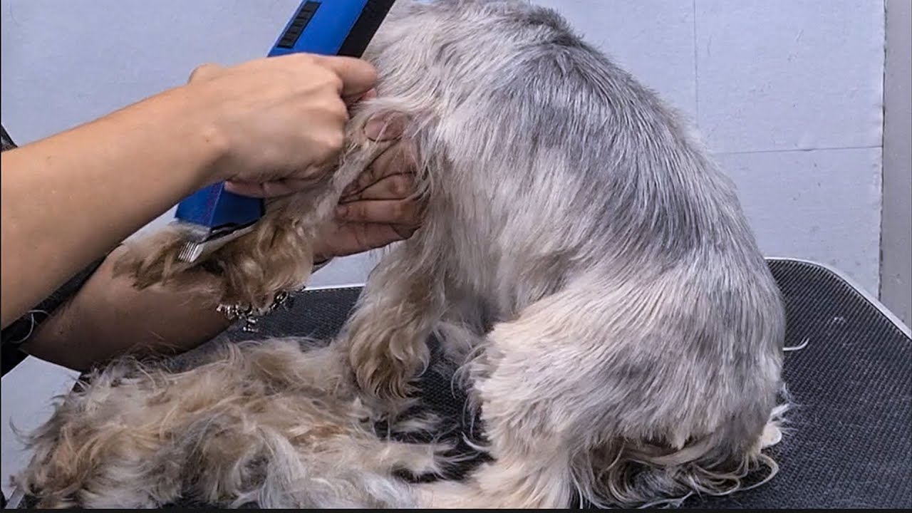 THE END RESULT WILL LEAVE YOU `SPEECHLESS`. 🐶❤️DOG GROOMING TRANSFORMATION