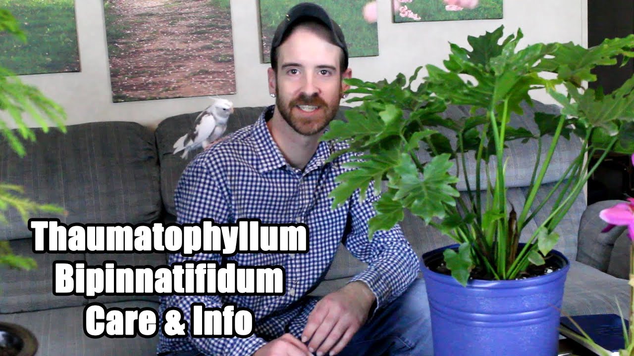 Thaumatophyllum Bipinnatifidum Care & Info (Selloum)