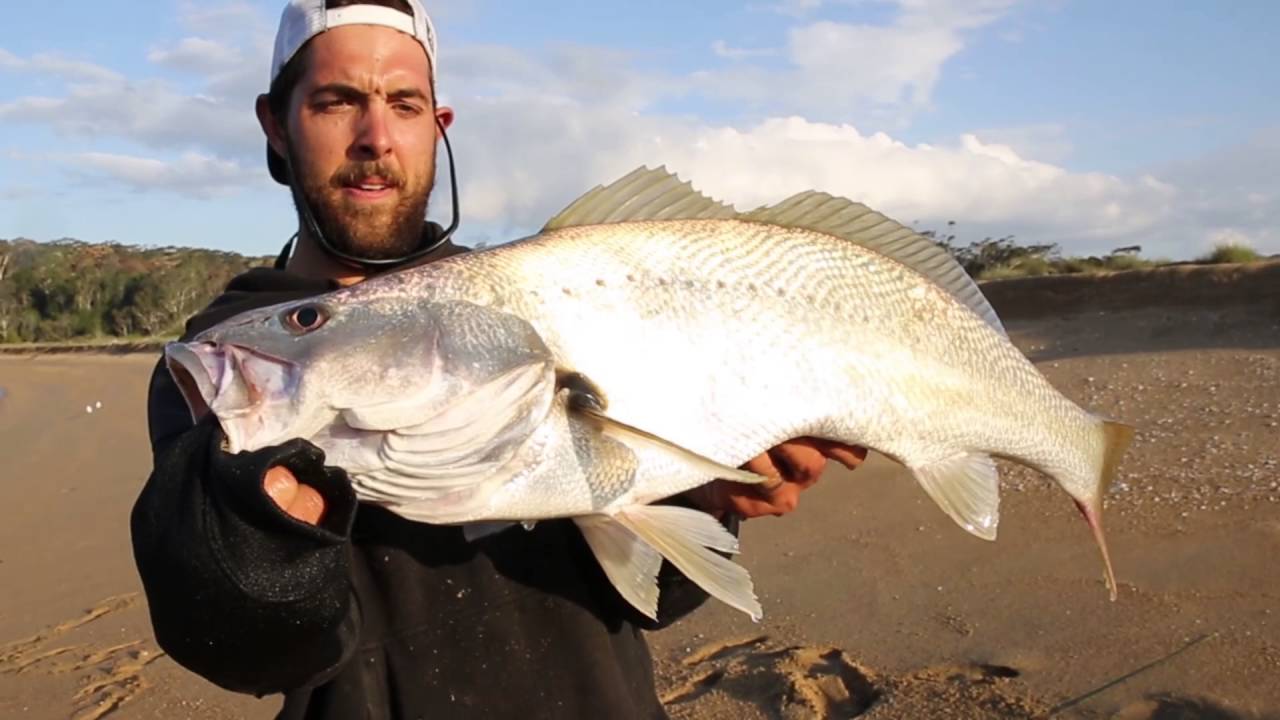 Fishing for Mulloway land based | Westin Hypo Teez soft plastic lure