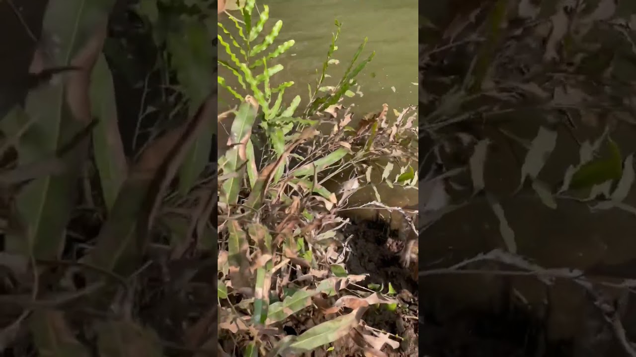 Trimming Mangrove Guidelines