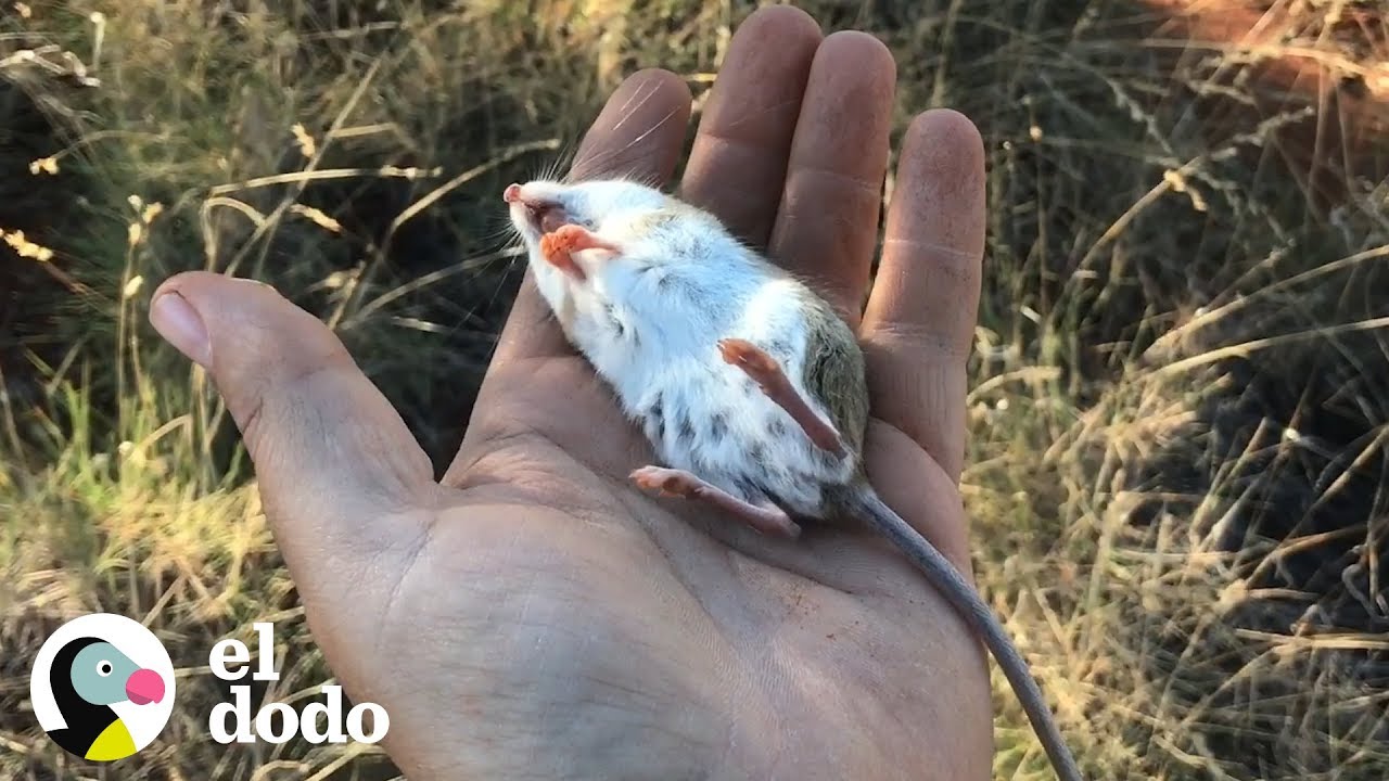 Hombre revive a un peque&ntilde;o rat&oacute;n | El Dodo