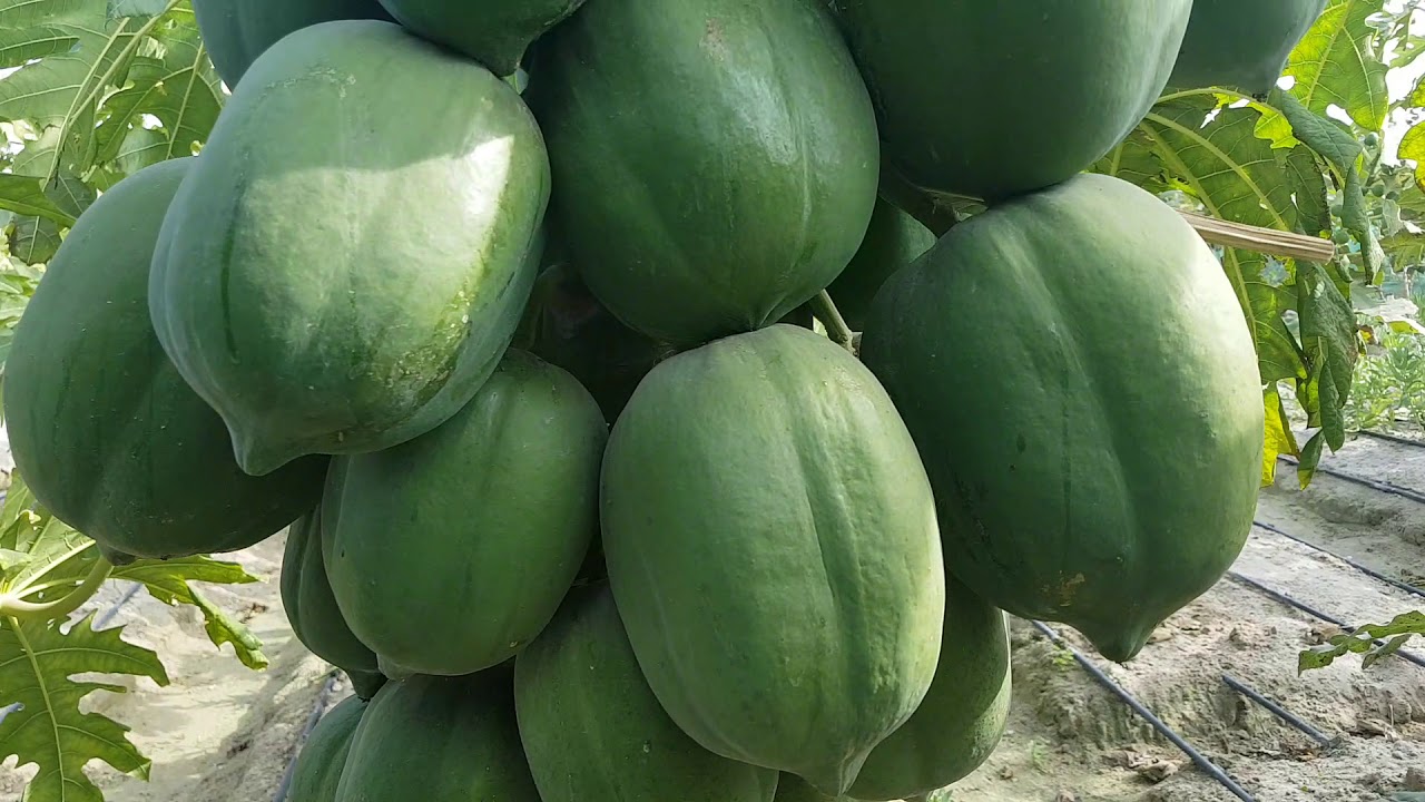 محمية البوبي الرد ليدي  والتين السوري  من مزرعه ابو حسن صقر  تصوير ماجد العلي