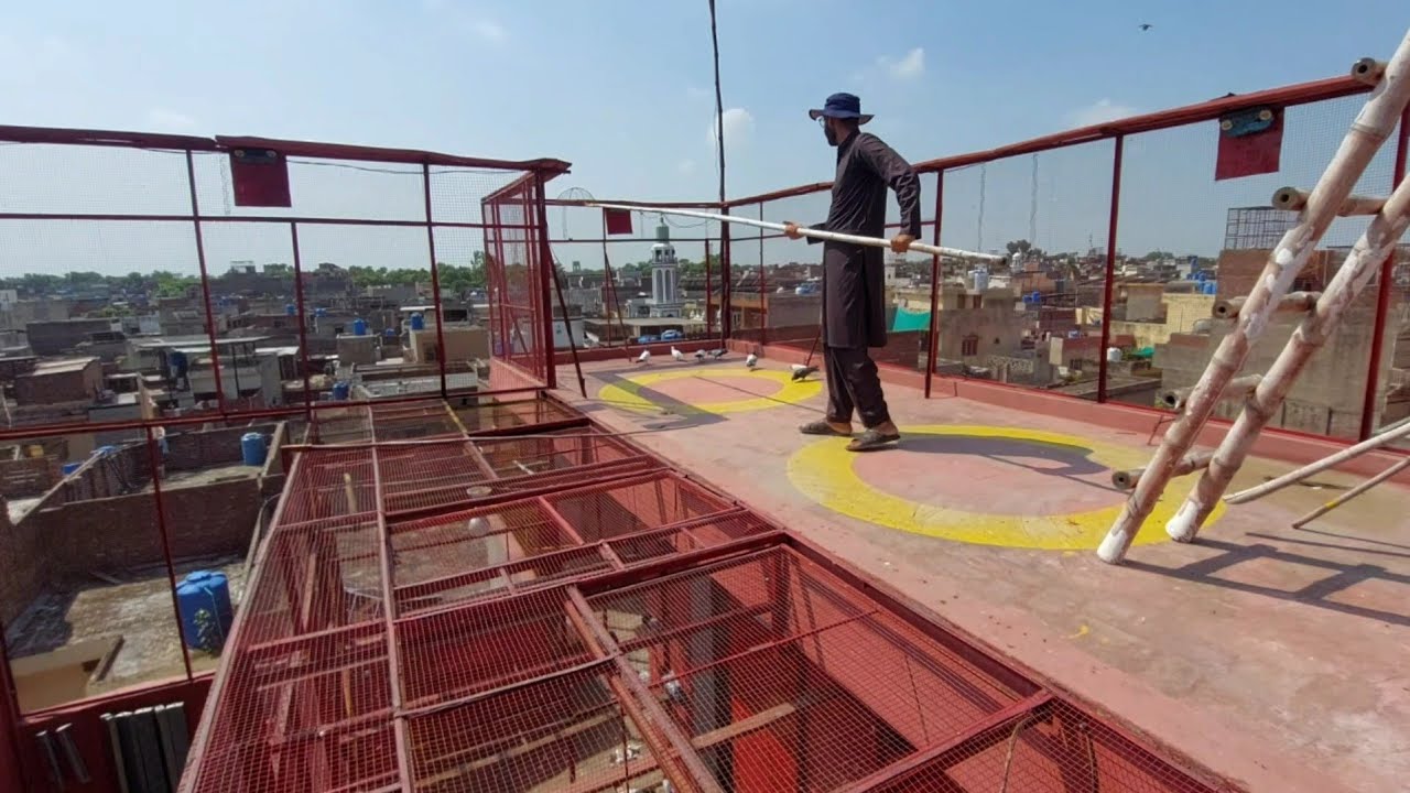 Assu Ki Tyari K 2 Kabootar Pakray | Hashim Mahmood Pigeons 