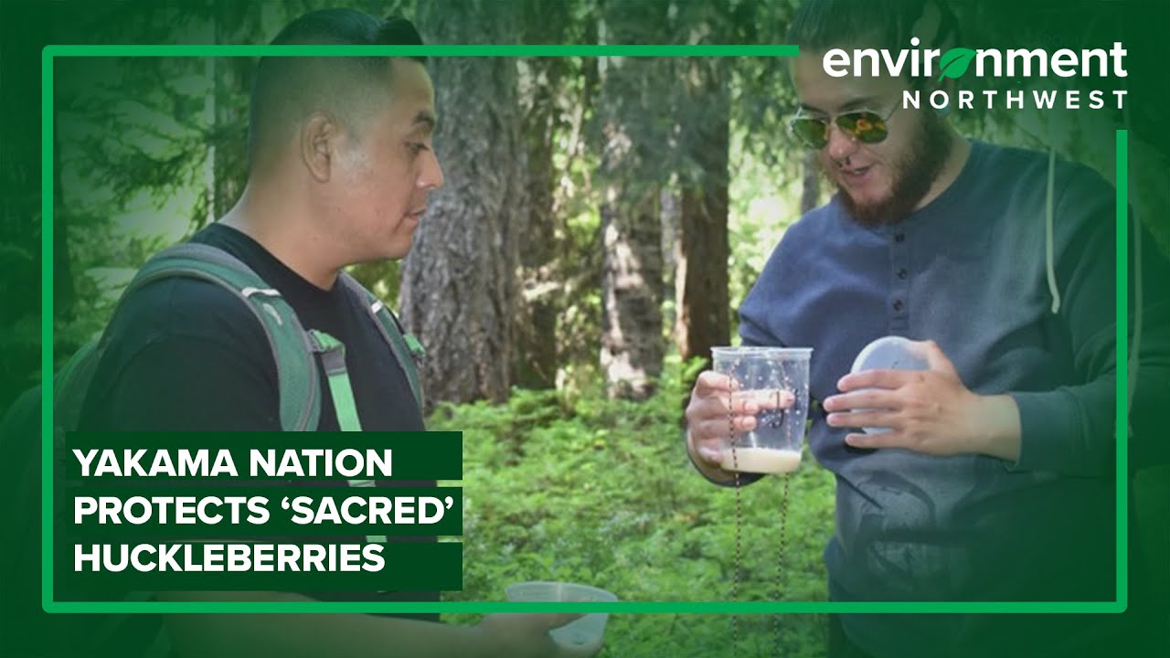 Yakama Nation works to protect sacred huckleberries