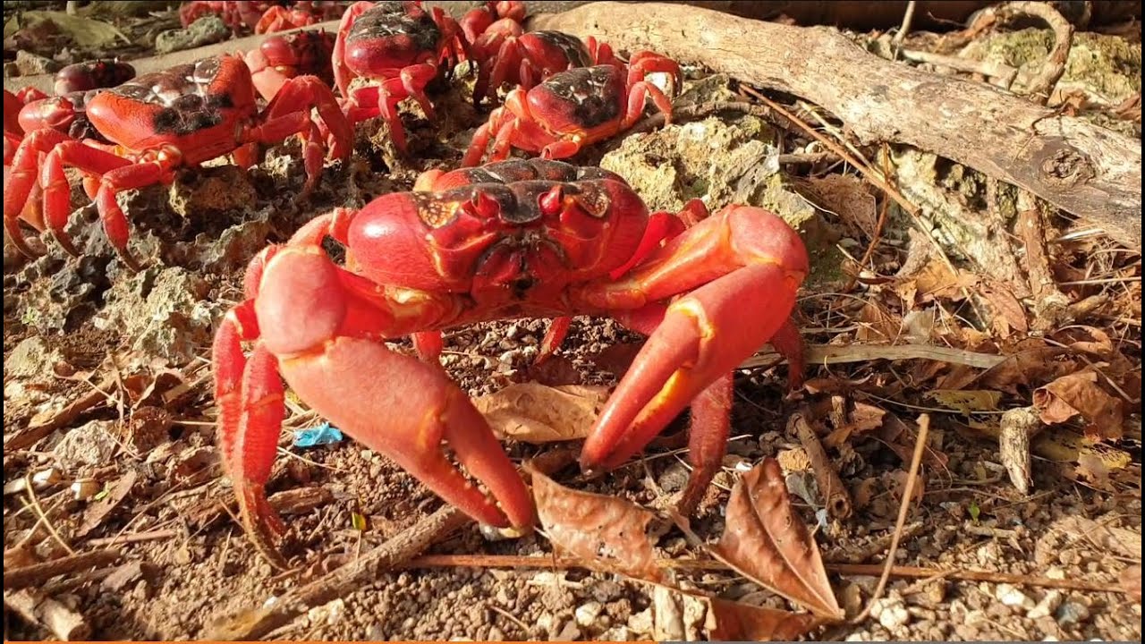Red Crab blues