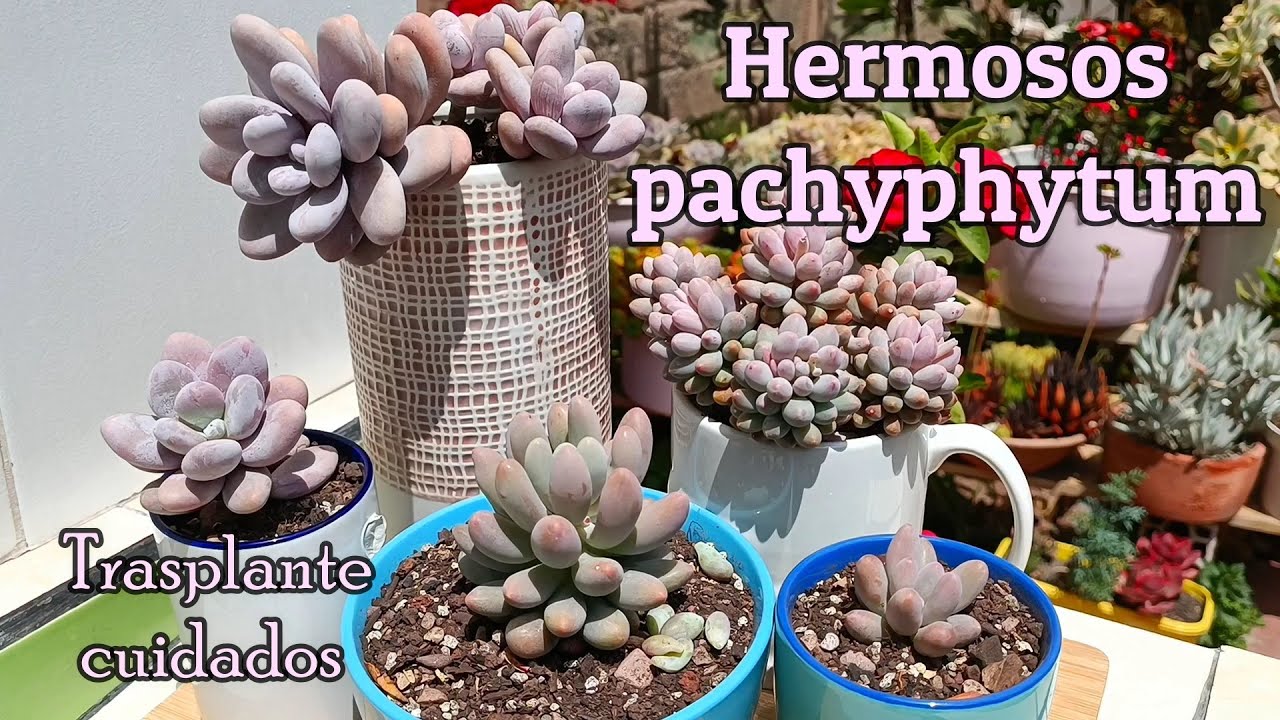 LOS MAS HERMOSOS PACHYPHYTUM DE LA COLECCIÓN #pachyphytum #suculentas