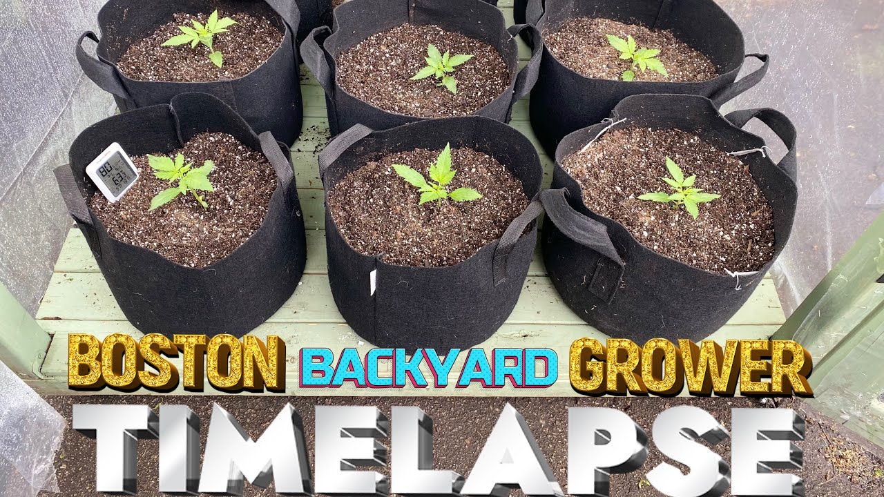 Timelapse Autoflower Cannabis Outdoor Grow Seed to Harvest