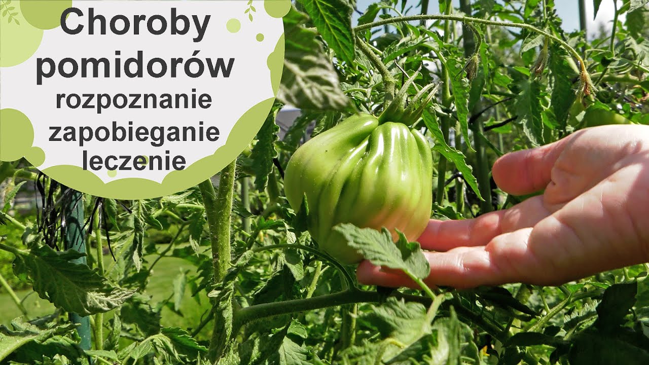 Choroby pomidor&oacute;w - rozpoznanie, zapobieganie i leczenie. Przepisy na naturalne roztwory!