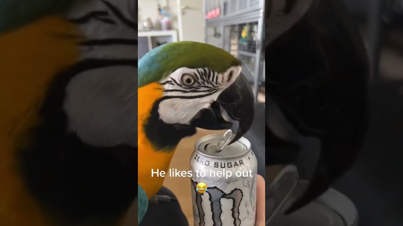 Funny parrot behavior 🦜#foryou #fpy #cute #funny #usa #parrot