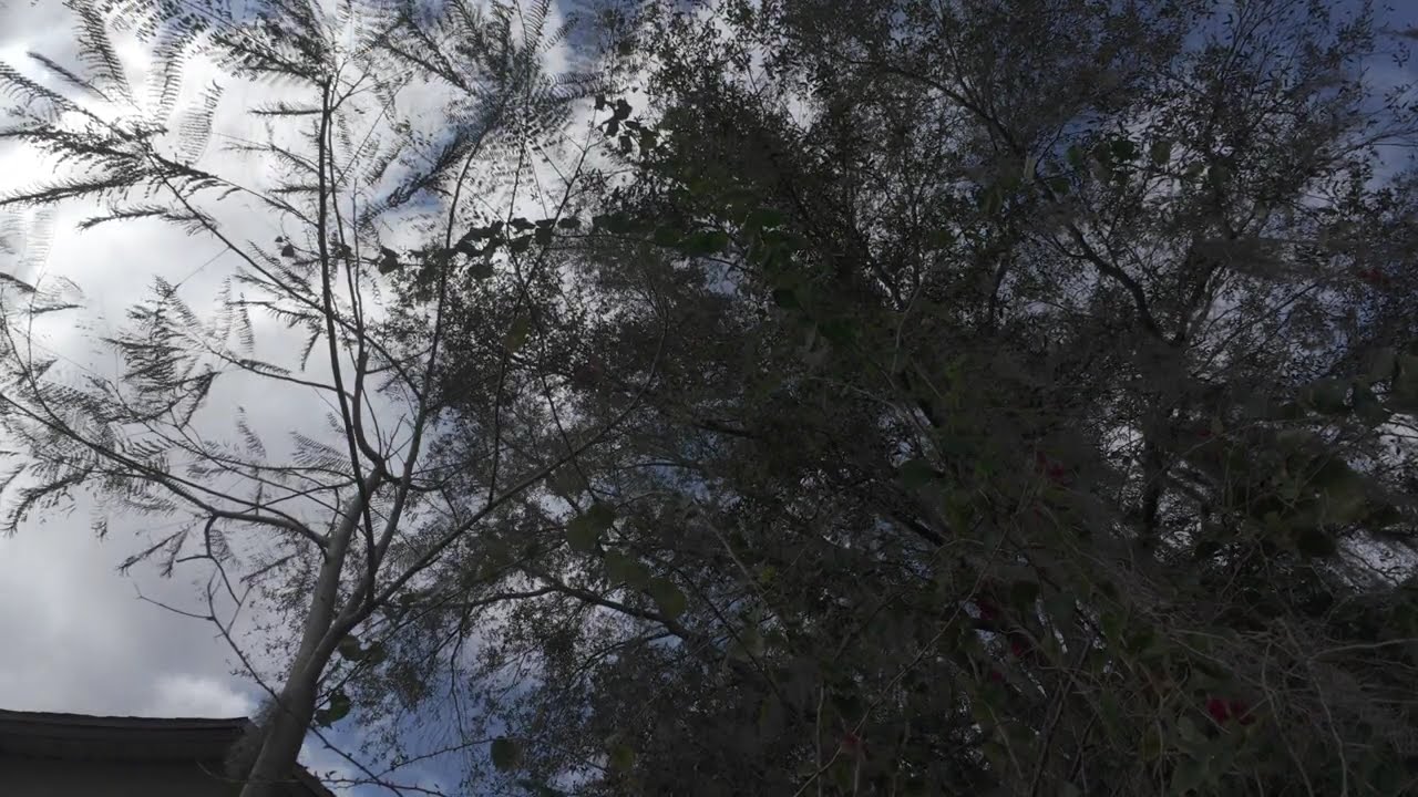 Still World ASMR | Late Morning Clouds & Trees 🌥️ 1 Hour of Outdoor Ambience