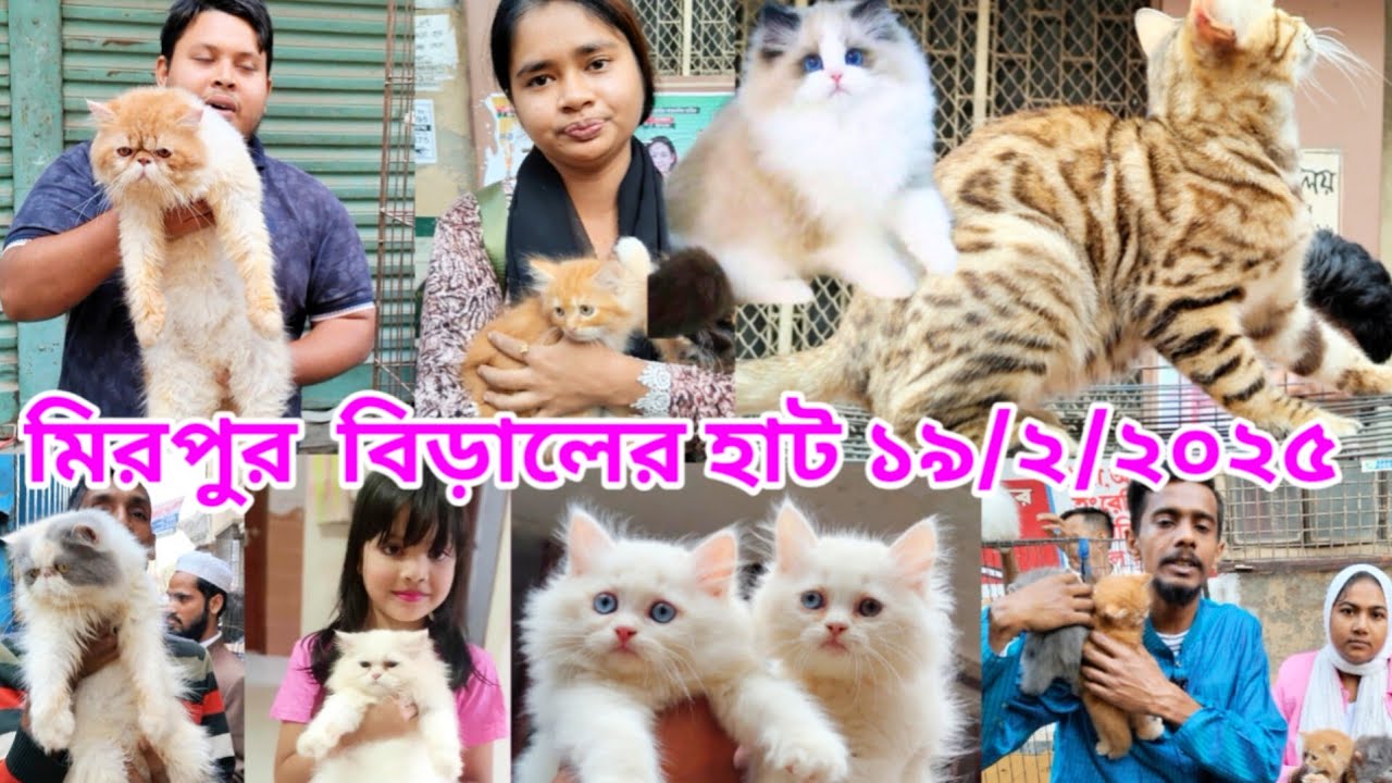 Mirpur 1 Biraler hat | Persian Cat price in Bangladesh | Cat price in Bangladesh | Cat price 2025