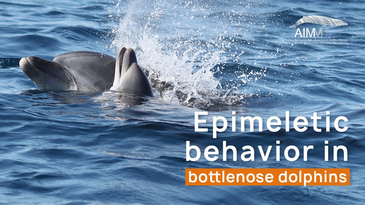 Rare 4K footage of epimeletic behavior in bottlenose dolphins