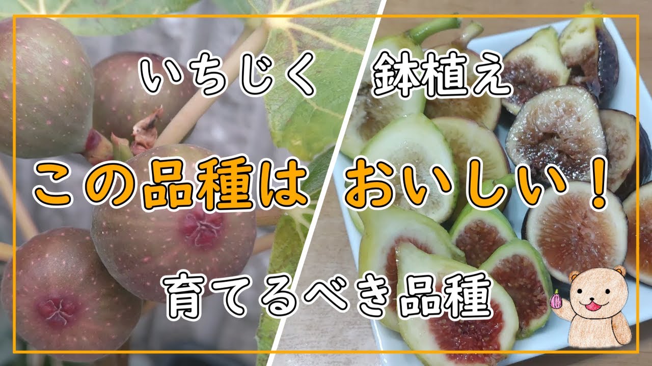 【いちじく】育てるべき品種は？