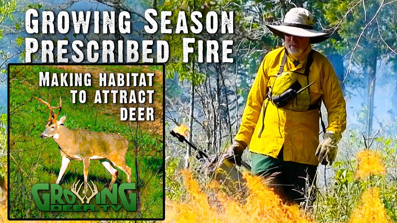 Making Habitat to Attract Deer (648)
