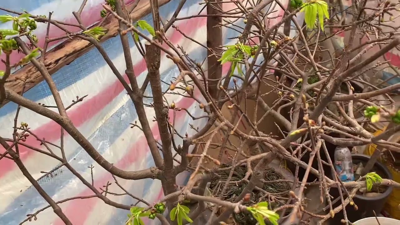 Kết quả ủ nhiệt cho cây mai sau 5 ngày