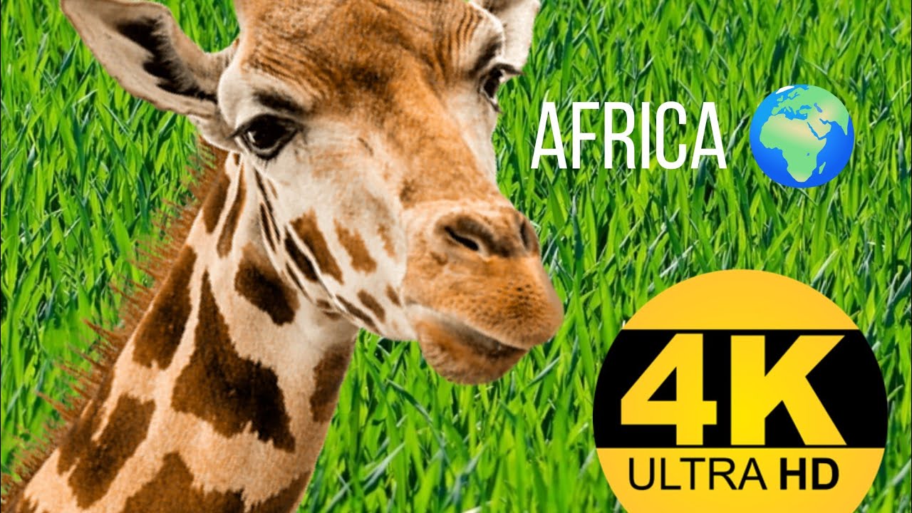 4K VIDEO (UTRAHD) AFRICAN WILDLIFE FASCINATING BEAUTY