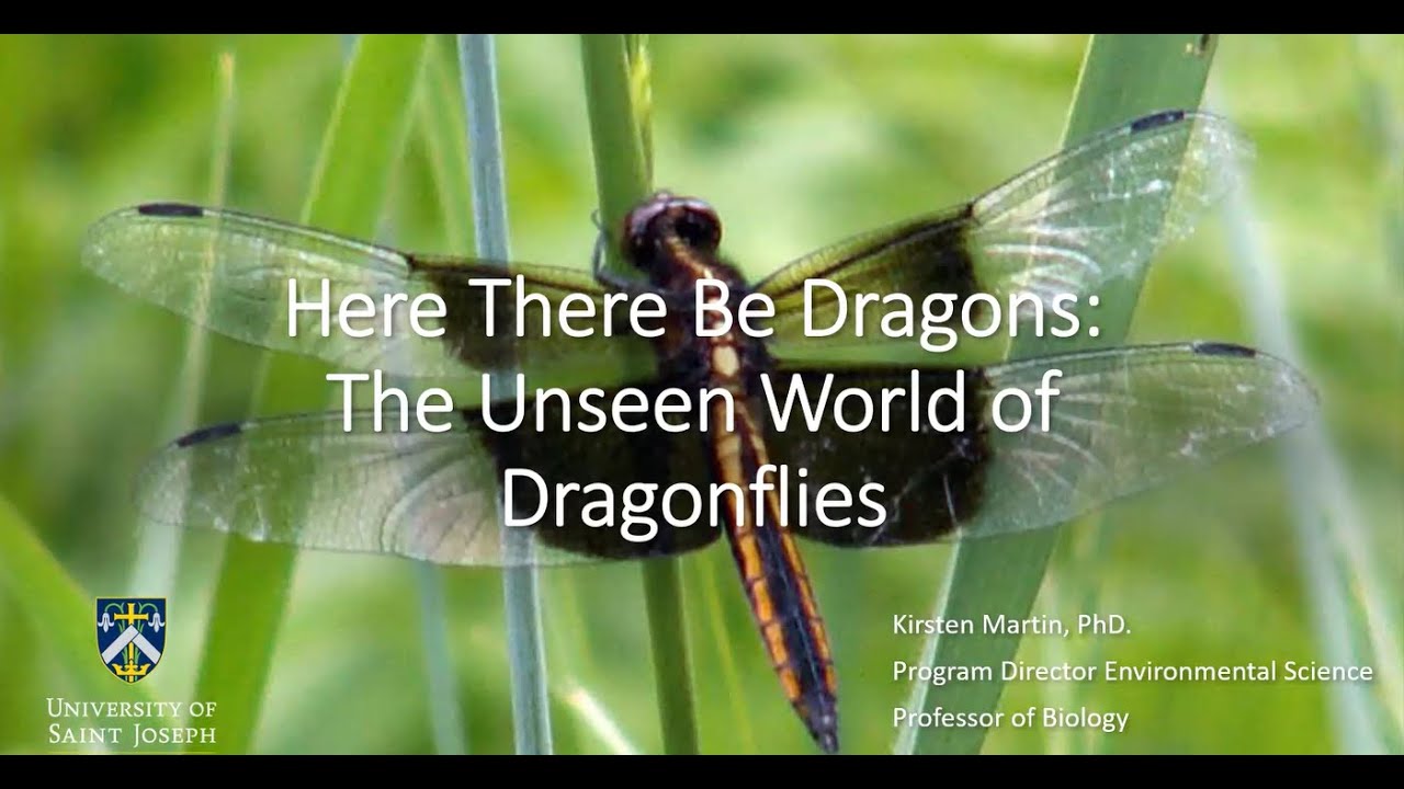 Dragonflies Here There Be Dragons