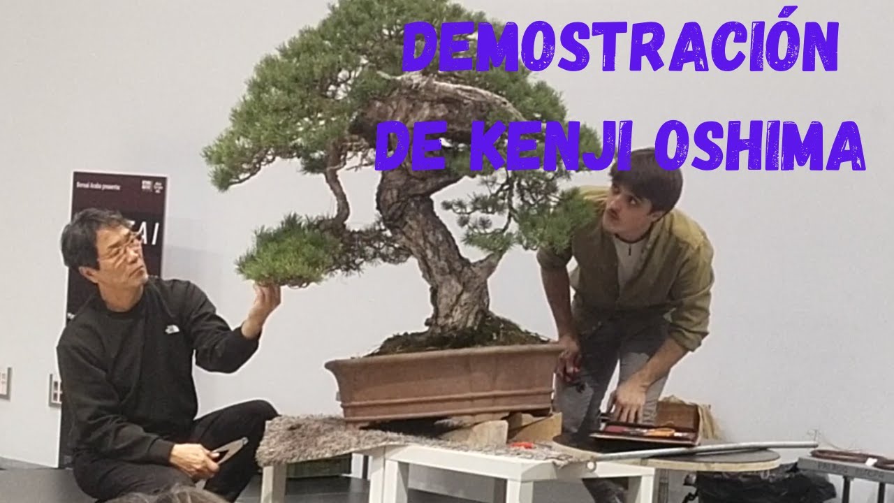 Demostración de Bonsái de Kenji Oshima en la Tantai 2025  Trabajo en directo y técnicas profesionale