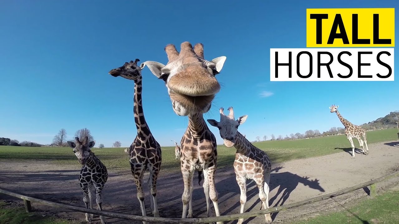 Giraffes are Awesome || JukinVideo