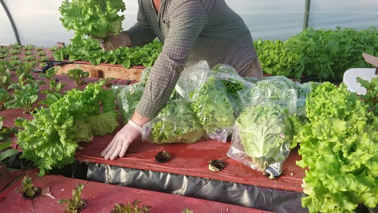 Harvesting Hydroponic Lettuce