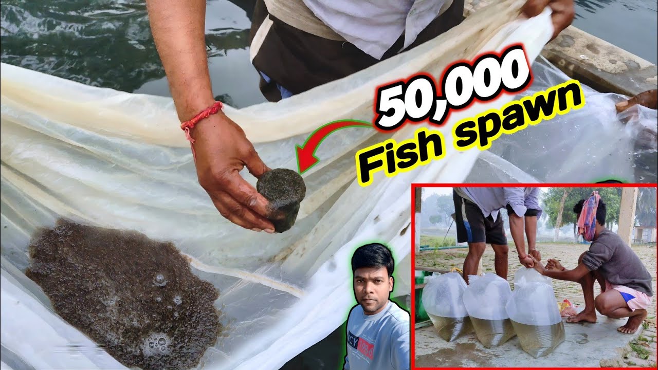 मछली कितने घंटे जिंदा रहती है? Ek Bati Mein 50000 Machhali spawn / fish seed foxygen packaging