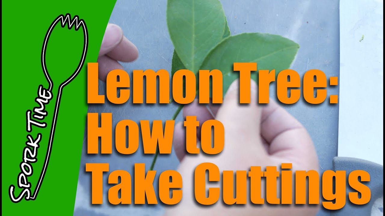 Lemon Tree: How to take Cuttings to Copy and Clone a Lemon Tree [Sporktime in the Garden]